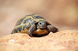 Crawling tortoise against blurred background Crawling tortoise against blurred background