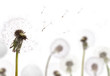 white dandelion on field