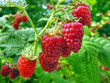 Photo: raspberry plantation raspberry plantation