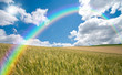 Golden wheat field with blue sky in background