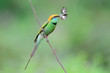 Green Bee Eater Green Bee Eater