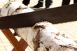 Sägeblatt und Birkenstamm