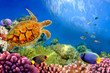 Photo of a coral colony and turtle Photo of a coral colony and turtle