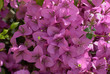 Bougainvillier - Bougainvillée