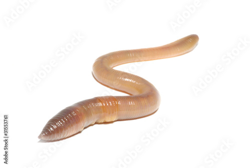 Photo : worm on white worm on white