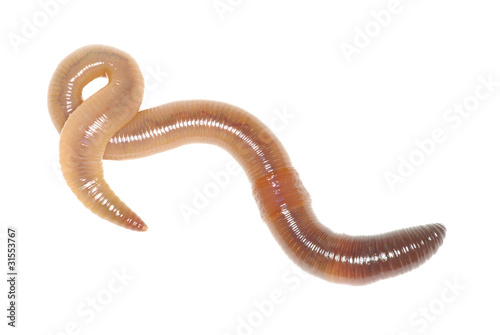 Photo: earthworm earthworm