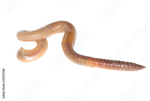 Photo: earthworm on white earthworm on white