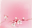 japanese cherry blossoms in full bloom