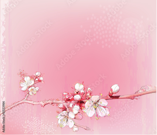 Vector: japanese cherry blossoms in full bloom japanese cherry blossoms in full bloom
