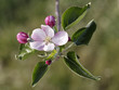 Apfelblüten
