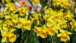 Video: daffodil flowers swaying in the wind daffodil flowers swaying in the wind