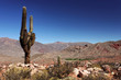 Cactus Cardon dans le désert Argentin