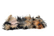 yorkshire terrier sur le dos yorkshire terrier sur le dos