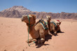 Dromedare im Wadi Rum