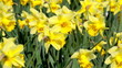Video: daffodil flowers swaying in the wind daffodil flowers swaying in the wind
