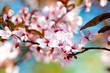 Blühender Japanischer Kirschbaum