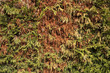 Aphid Damage