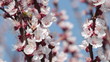 Video: pink cherry blossom blowing in the wind pink cherry blossom blowing in the wind