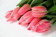 Tulpen Rosa