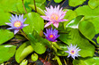 Wate lily on pond