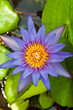 Wate lily on pond