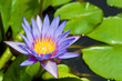 Wate lily on pond