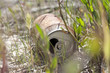 Old beer can in the wild; polution reference