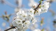 Video: white cherry blossom blowing in the wind white cherry blossom blowing in the wind