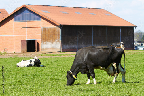 Foto: Milchkuh vor Kuhstall Milchkuh vor Kuhstall