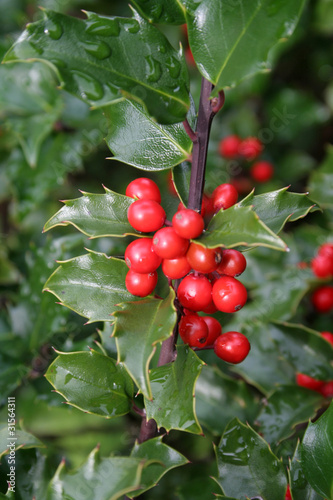 Foto: Red Holly Berries Red Holly Berries