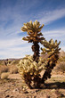 Jumping Cholla Cactus