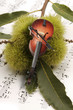 Concerto d'autunno