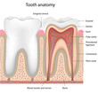 Tooth anatomy, eps8