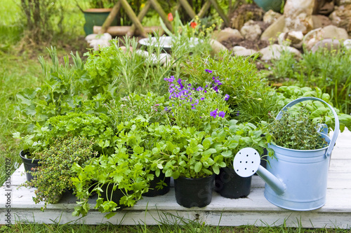 Photo: Kräutergarten Kräutergarten