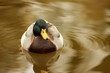 Duck Duck