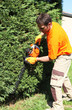 jardinier, pépiniériste, paysagiste taille une haie verte jardinier, pépiniériste, paysagiste taille une haie verte