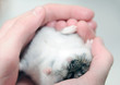 Foto: the small friend the small friend