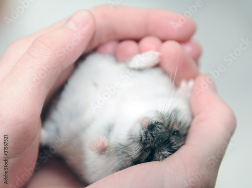 Foto: the pet the pet