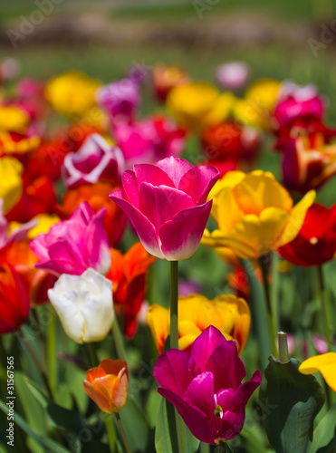 Photo: tulip tulip