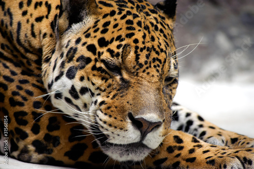 Photo: Relaxing jaguar Relaxing jaguar