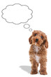 Puppy thinking blank thought bubbles