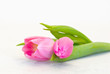 Tulpen pink