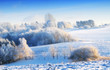 Winter beauty -  nature