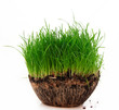 Grass isolated on white