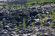 colonisation végétale coulées, Piton de la Fournaise, Réunion
