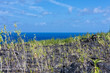 végétaux sur ancienne coulée de laves, île de la Réunion