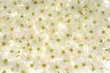kirschblüte