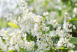 Foto: Wilder Flieder Wilder Flieder