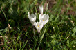 White Crocus