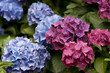 Blühende Hortensie